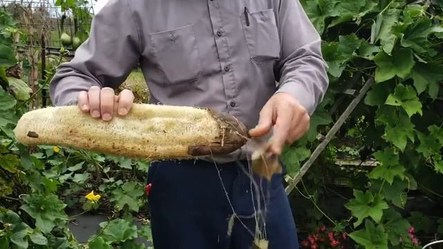 Натуральные мочалки из люффы смотреть онлайн