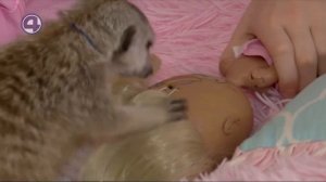 Сурикат в квартире