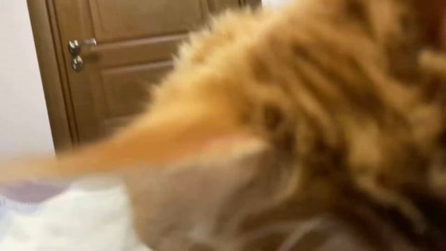 Мейн Кун Симба 4 месяца и 3 дня смотреть онлайн