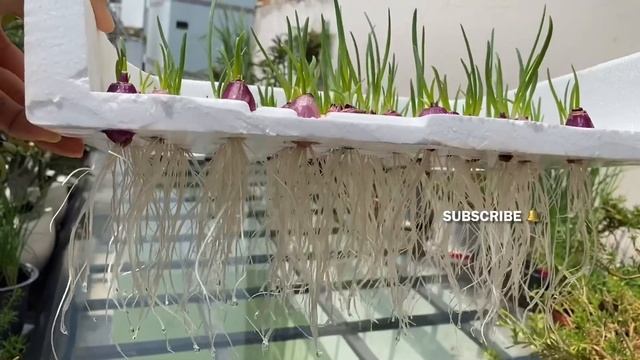 How to Grow Onions Without Soil Fast Harvest Few People Know смотреть онлайн
