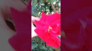 Обзор плетистой розы "Сантана", первое майское цветение роз в саду.