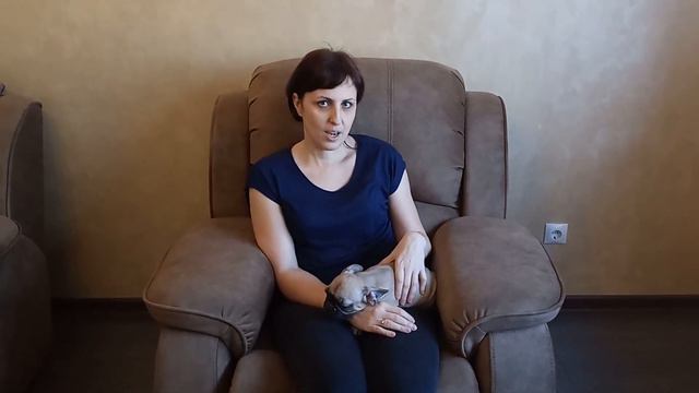 Все о французском бульдоге Альме смотреть онлайн