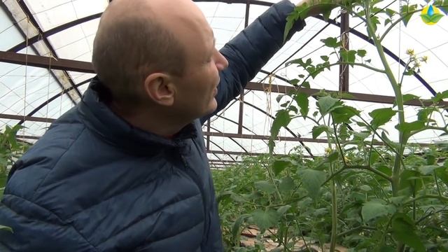 ТОМАТ ЦИТУС F1 - СКОРОСПЕЛЫЙ, УСТОЙЧИВЫЙ ПОМИДОР С ШИКАРНЫМ ЦВЕТОМ ПЛОДА (10-04-2019) смотреть онлайн