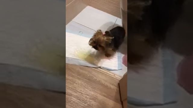 Как отучить собачку гадить смотреть онлайн