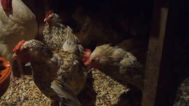 Как выглядит выпадение яйцевода у несушки.Что при этом делать? смотреть онлайн