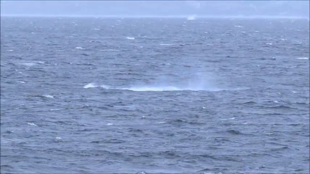 Киты выпрыгивают из воды! Это Фестиваль какой то. ЮАР. Humpbacks breaching near coast South Africa смотреть онлайн