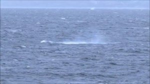 Киты выпрыгивают из воды! Это Фестиваль какой то. ЮАР.  Humpbacks breaching near coast South Africa