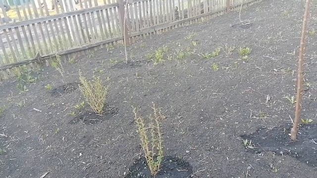 Как работает мотоблок какой мы купили ? смотреть онлайн