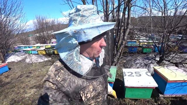 ОДНА ИЗ ОСНОВНЫХ РАБОТ НА ПАСЕКЕ РАННЕЙ ВЕСНОЙ ПОСЛЕ ВЫСТАВКИ ПЧЁЛ, ИСПРАВЛЕНИЕ ТРУТОВОЧНЫХ, УЖИМАЕ смотреть онлайн
