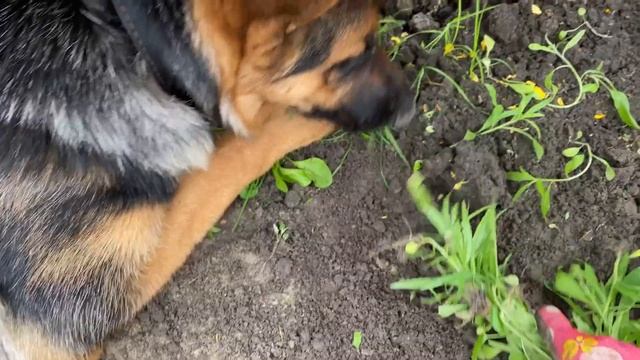 Дачный влог Стрижка газона Едем на реку смотреть онлайн