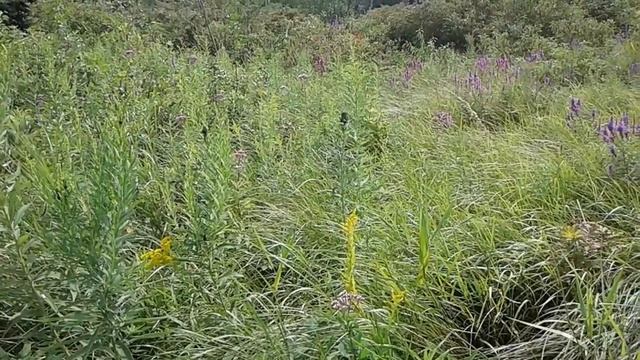 Purple Loosestrife (Lythrum salicaria) escaped into the wild and is rampantly beautifying wet place смотреть онлайн