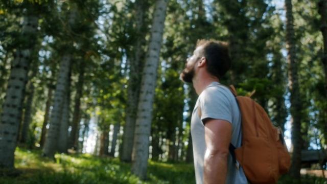 The Ambientalist - Emerald Forest