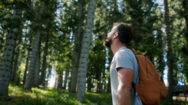 The Ambientalist - Emerald Forest