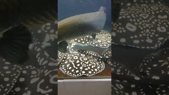 Potamotrigon Leopolldi, Sao Felix P62, Arapaima Gigas,  American Arowana Albino Big Fish Tank Feed