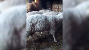 Гигантские бараны Мериноландшаф! Разведение овец породы Мериноланд Мясо-шерстная порода овец