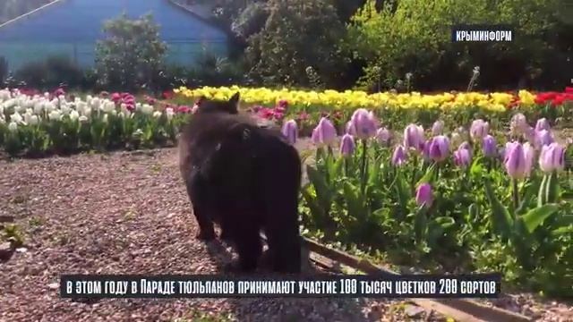 Крым и короновирус смотреть онлайн