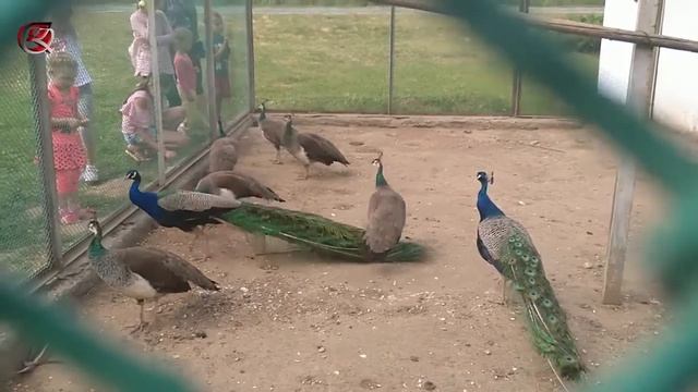Зоопарк Станьково: птицы петухи, фазаны, павлины на улице смотреть онлайн