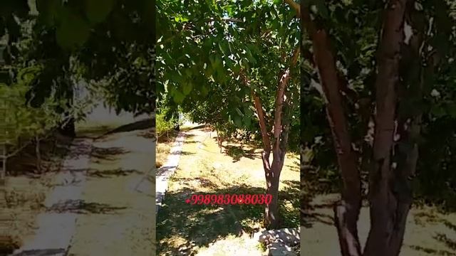 Продам дом ташгрэс кибрай,17 соток, цена 135000 у.е смотреть онлайн