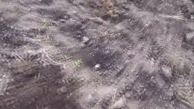 Картофель с ежатенкой))) смотреть онлайн