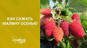 Как сажать малину осенью