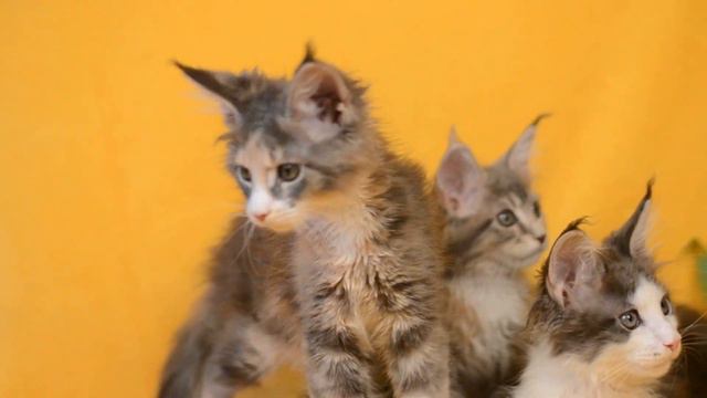 Котята мейн кун из помета D (питомник Absent) смотреть онлайн