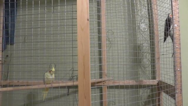 Разведение попугаев осень зима 2017 №7 Жрут за семерых раннеспелых :) смотреть онлайн