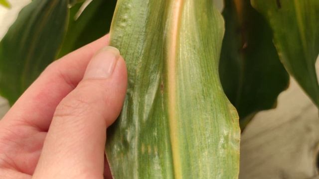 хлорофитум Оранж уход, особенности в выращивании.