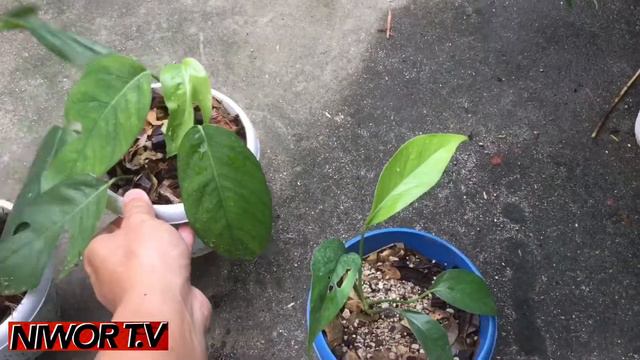 My Epipremnum Pinnatum ( Dragon Tail ) Collection - In Juvenile Form