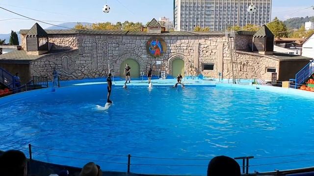 Выступление дельфинов и белуг. Адлерский дельфинарий (август, 2020 г.). смотреть онлайн