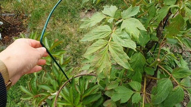 Сделала ПЦР-ТЕСТ/Быстрый салат #влог #жизньвгермании #моибудни #готовимдома #обзор