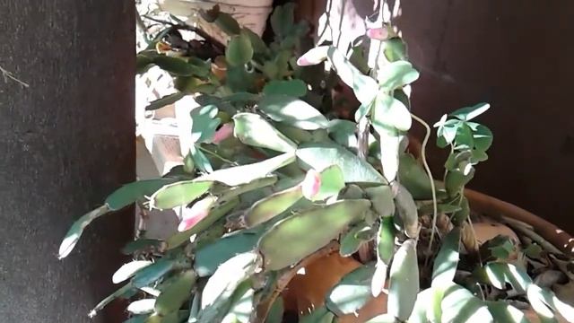 💞Easter Cactus Blooms💞 смотреть онлайн