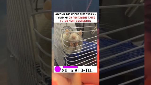 #short #shorts #мем #мемы #прикол #юмор #funny (20) смотреть онлайн