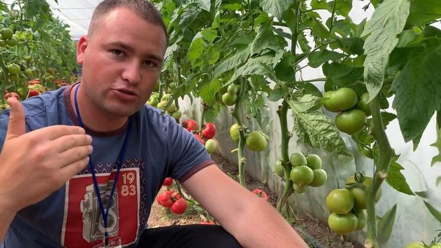 Томат Макан (День открытых дверей 2020) смотреть онлайн