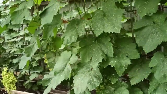 Виноград в открытом грунте (Приморский край) смотреть онлайн