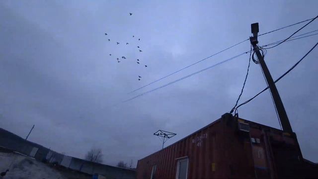 Подкидываю Николаевских голубей в очень сильный ураган (начало декабря 2022) смотреть онлайн