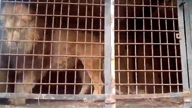 Уссурийский зоопарк смотреть онлайн