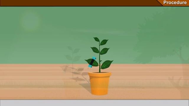 To show experimentally that light is necessary for photosynthesis смотреть онлайн