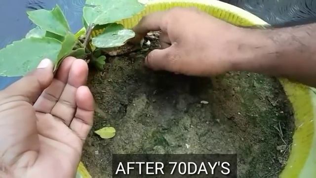 How to grow patharchatta(Bryophyllum pinnatum) смотреть онлайн