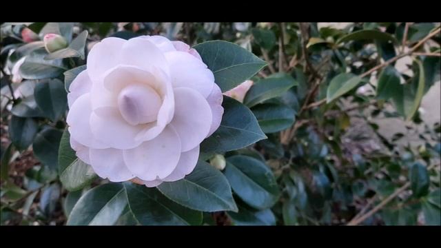 Такая разная камелия.Невероятно красивый цветы различных форм и расцветок,ни в чем не уступает роза смотреть онлайн