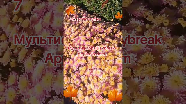 Мультифлора цветёт #растениевгоршке #черенкихризантемы #мультифлора #хризантема смотреть онлайн