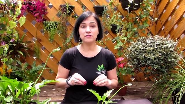 Planta-Leopardo - Drimiopsis Maculata