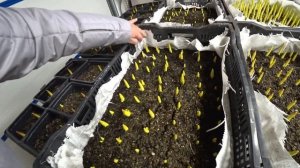 Тюльпаны взошли | Выгонка тюльпанов в гараже 2023 | Обзор на 27 января