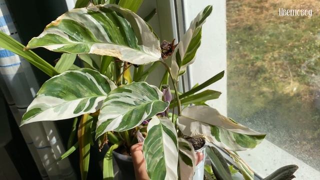 Моя коллекция калатей, орхидеи цветут. Комнатные цветы. смотреть онлайн