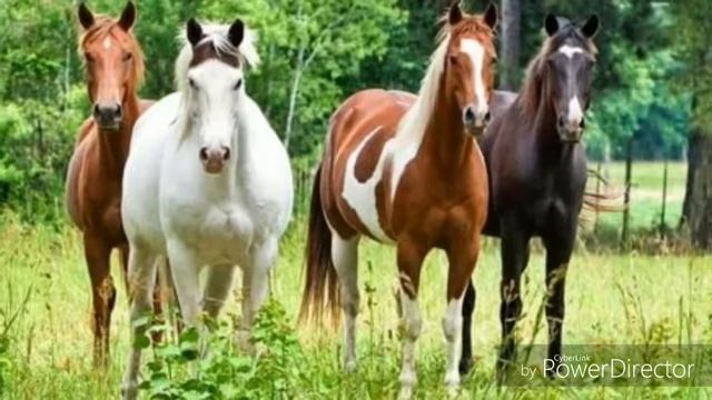 Ускакала в поле молодая лошадь смотреть онлайн