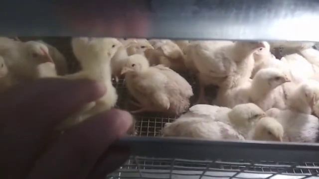 Пропойка бройлеров/ расселение цыплят. Планы по птичнику. смотреть онлайн