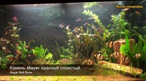 Аквариумные растения | Как растут растения в аквариуме | Как меняется аквариум