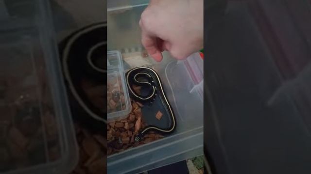 Очень Злая Змея. Королевская Калифорнийская змея. смотреть онлайн