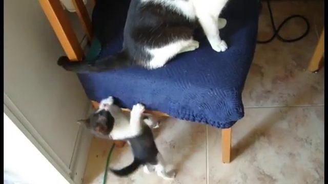 Funny Cat Pusia. 10. Котята охотятся на хвост кошки. Кошка пытается спрятаться. смотреть онлайн