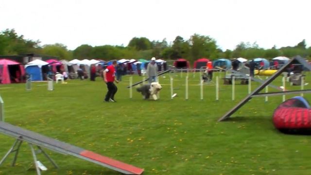 Jollybears First Class - AKA Micro - Training weaving poles and competition runs смотреть онлайн