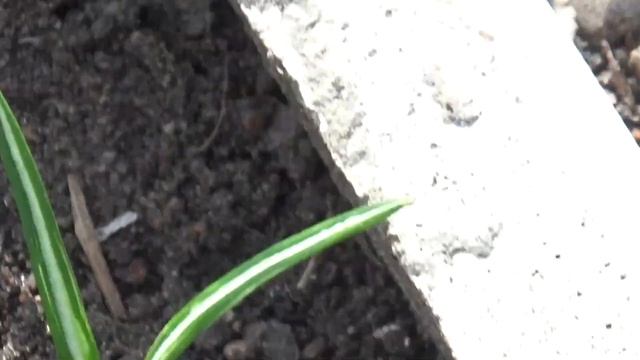 КРОКУС-ШАФРАН - первые радости весны! смотреть онлайн